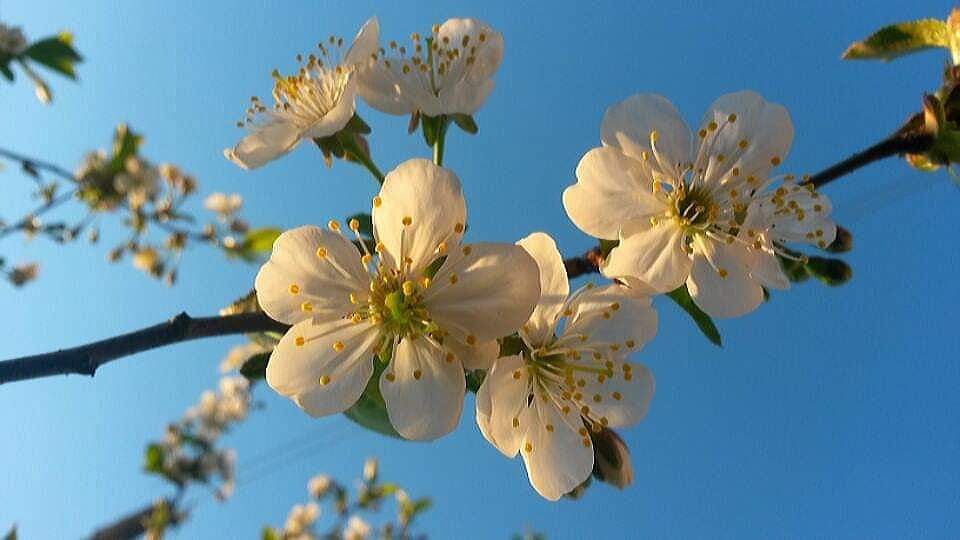 Прощай, зима