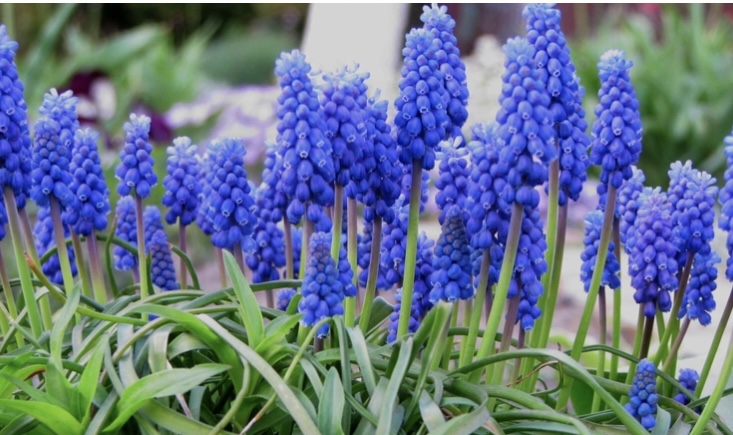 Уходит май, туманом отползает