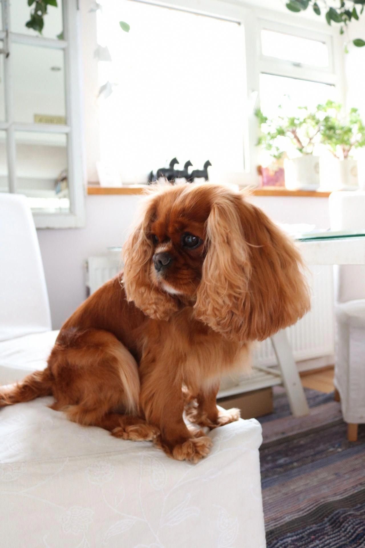 18. Главная роль