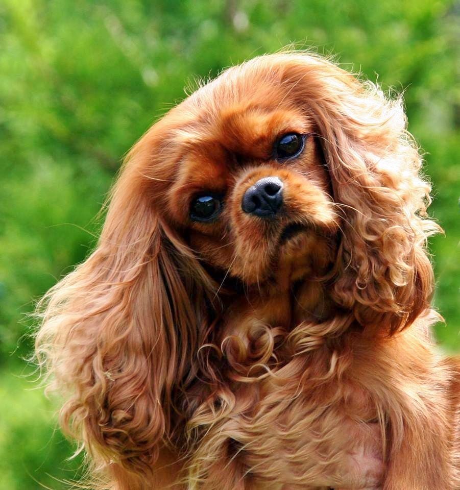 19. Лучший друг