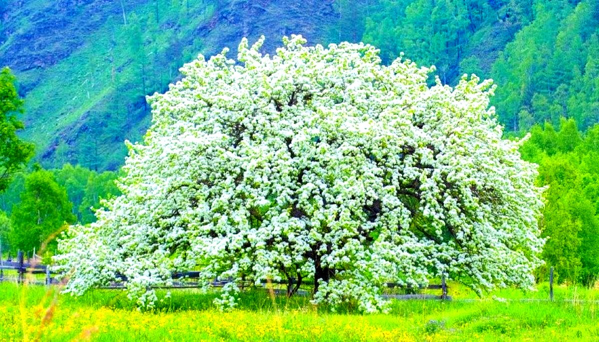 Весенняя Яблоня