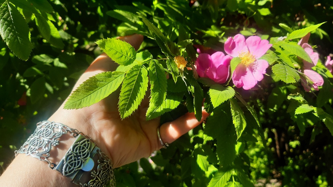 Стали короче вёсны...