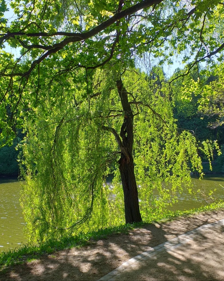 Не кори