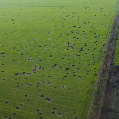 Полюшко-поле