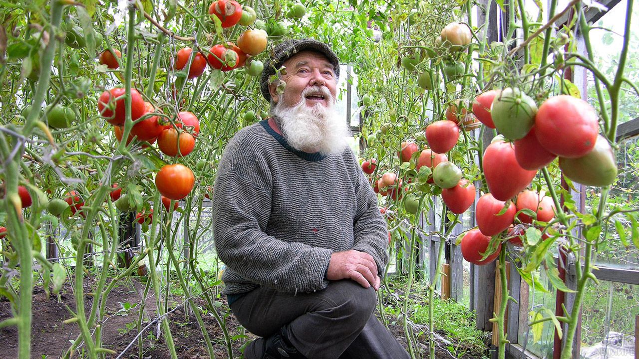 Веселые Дачники Картинки