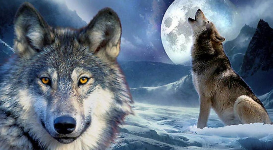 Вой волка о тебе