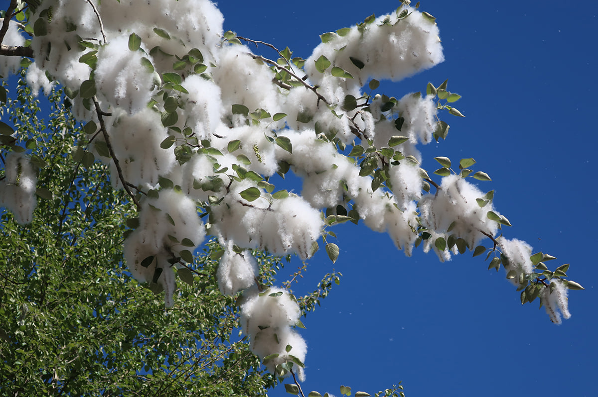 - тополиный пух. Июль тополиный пух. Иванушки international. Иванушки интернешнл тополиный. Иванушки интернешнл тополиный.