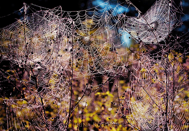 Раскинутые сети