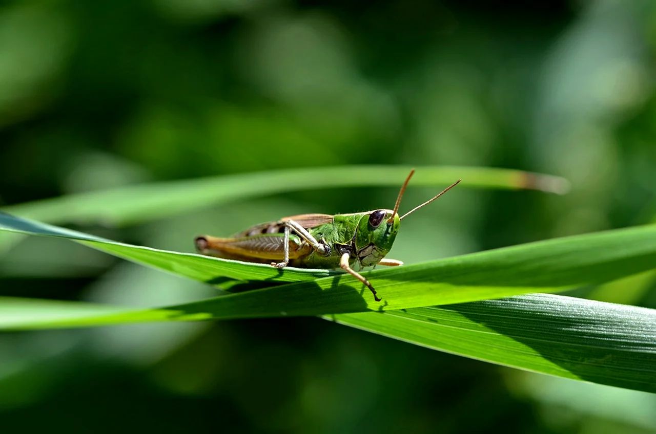 Опровержение к песне В траве сидел кузнечик...