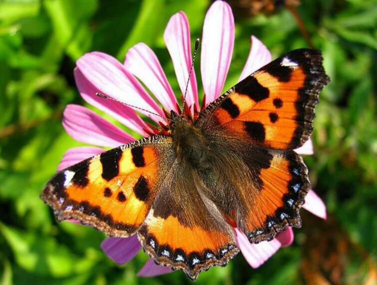 Крапивница. Сонет