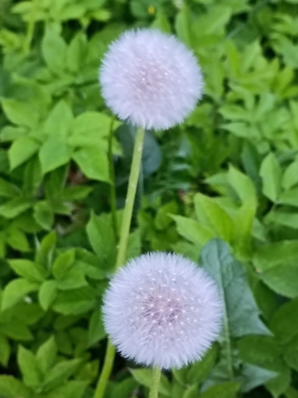 Беспечность...