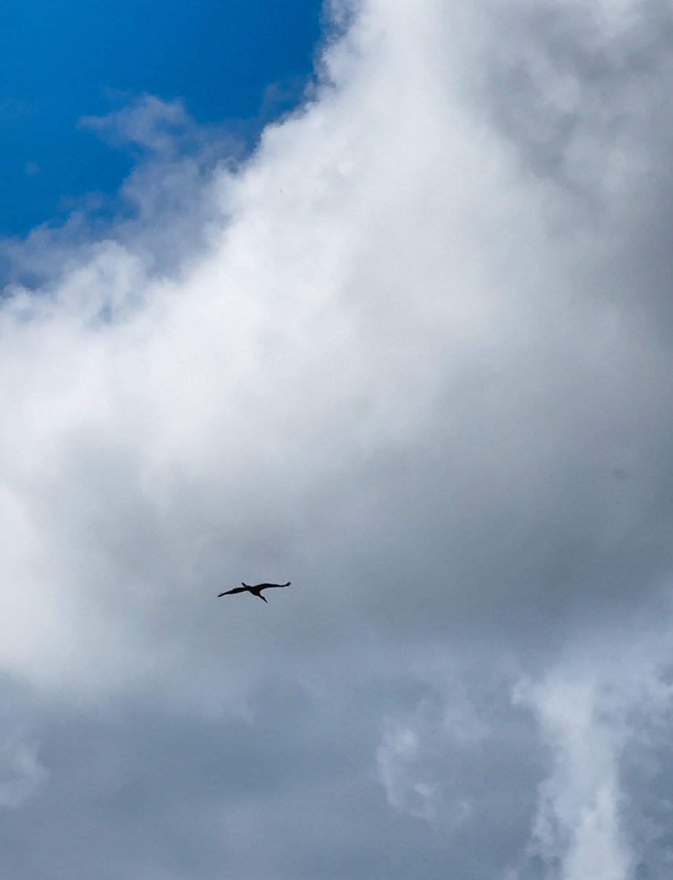 Птица в клетке