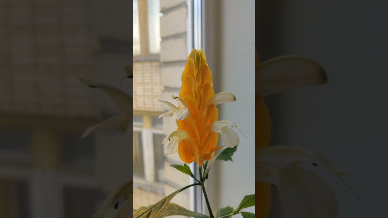 Пахистахис у изголовья