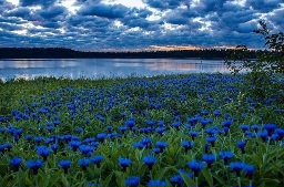 Ах, это поле васильков!