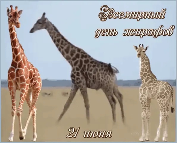 Жирафы
