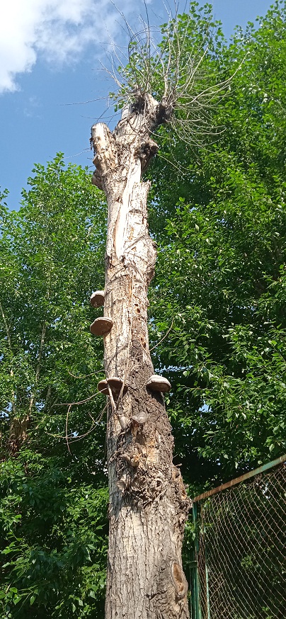 Взобраться, эко диво!