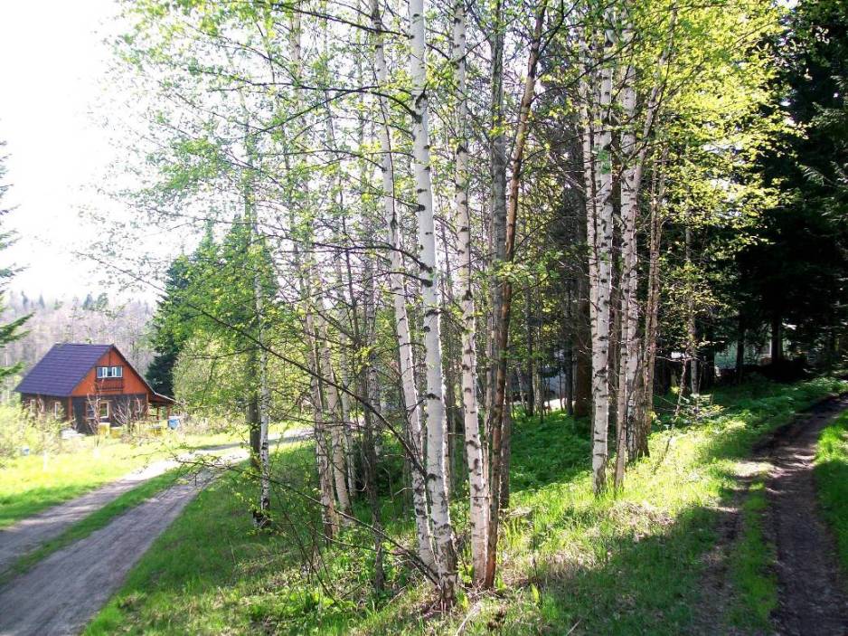 Там за логом поле