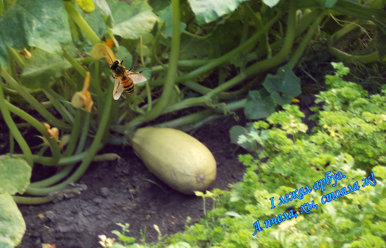 Так дэнь за днемы й злытае в нэбо