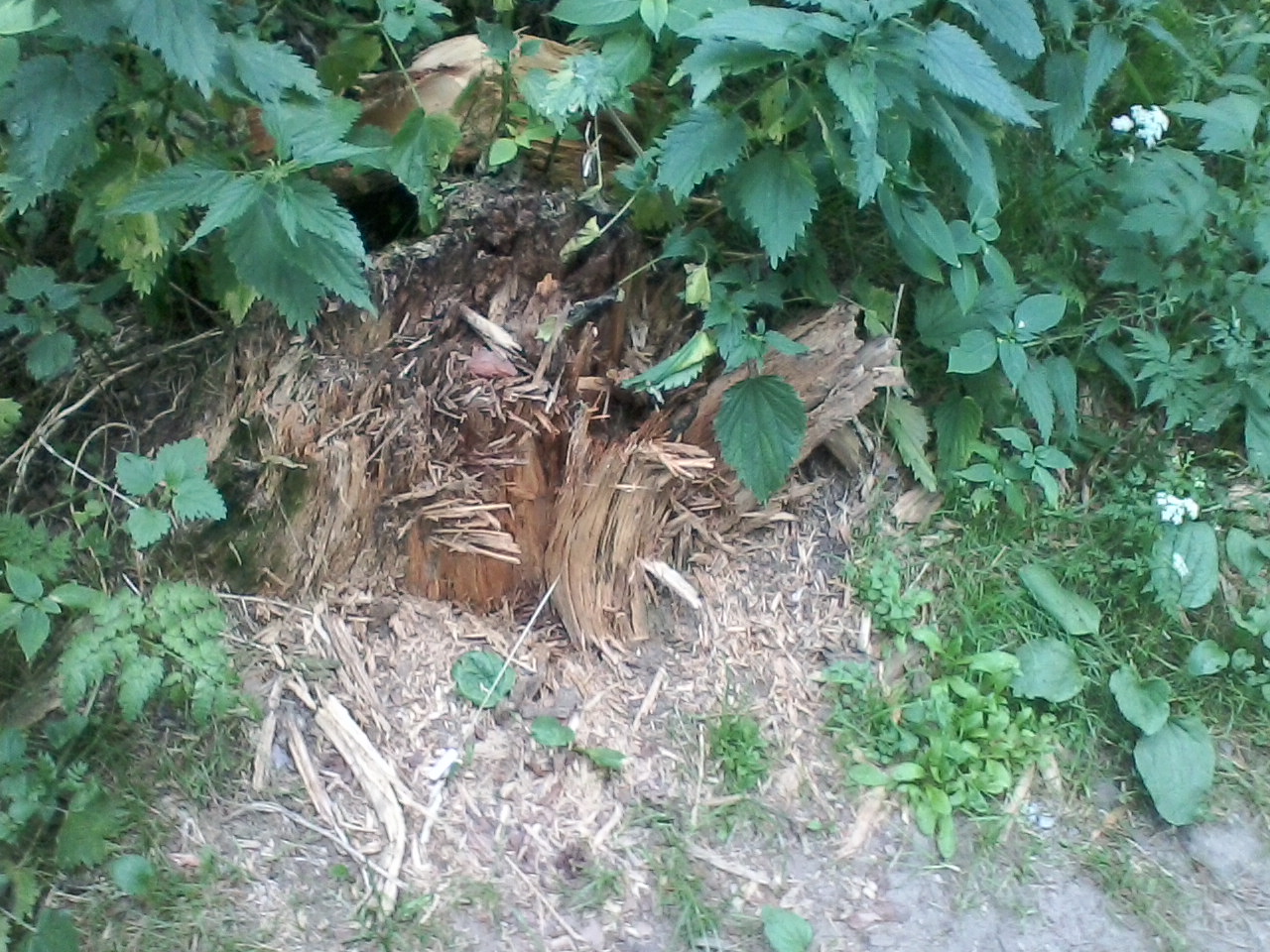 Благодарность