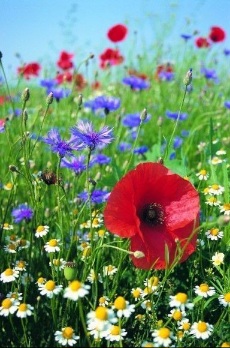 Ромашки звёздами зажглись