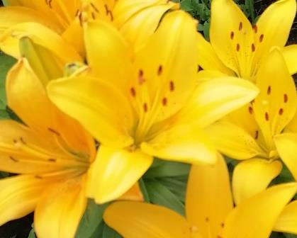 Жёлтая лилия