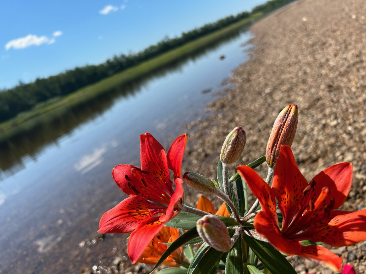 В унисон с тобой петь. реке Амга