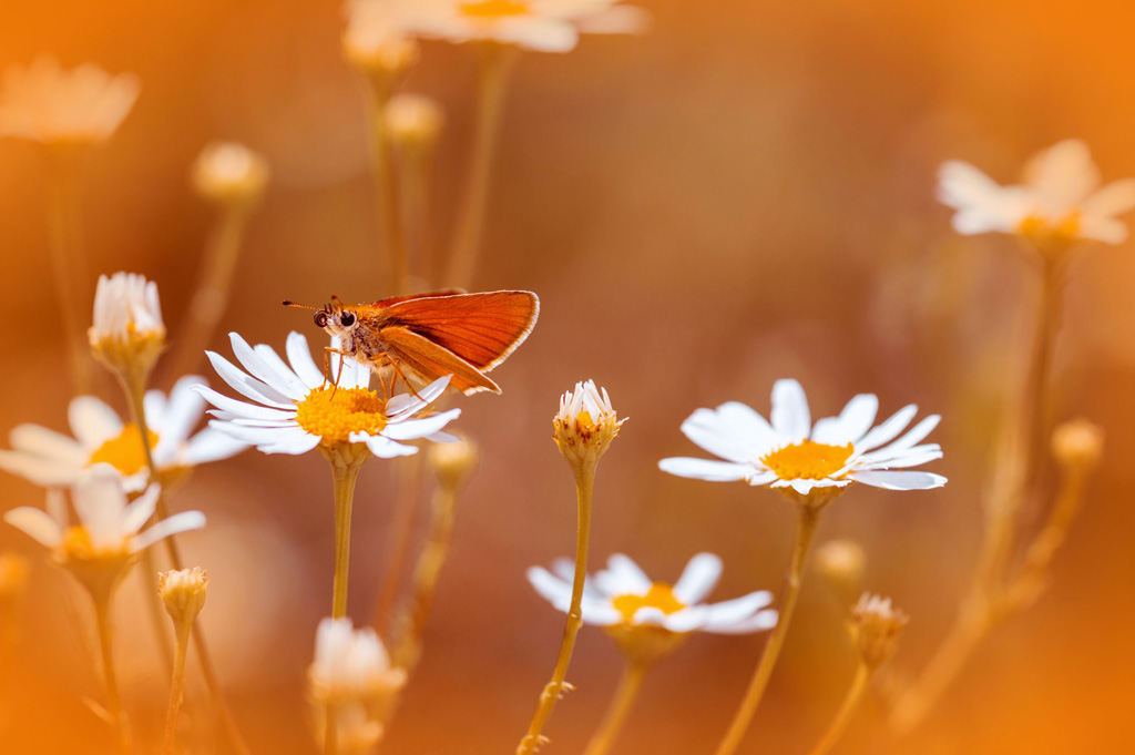 Оранжевое лето