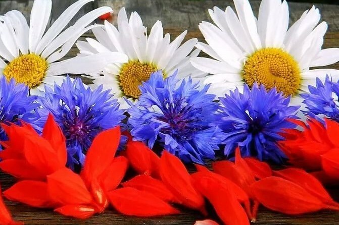 Триколор из цветов