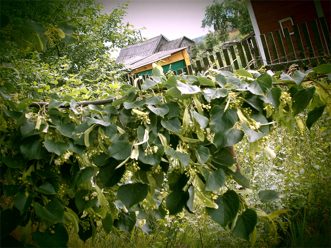 И лишь на струнах любви