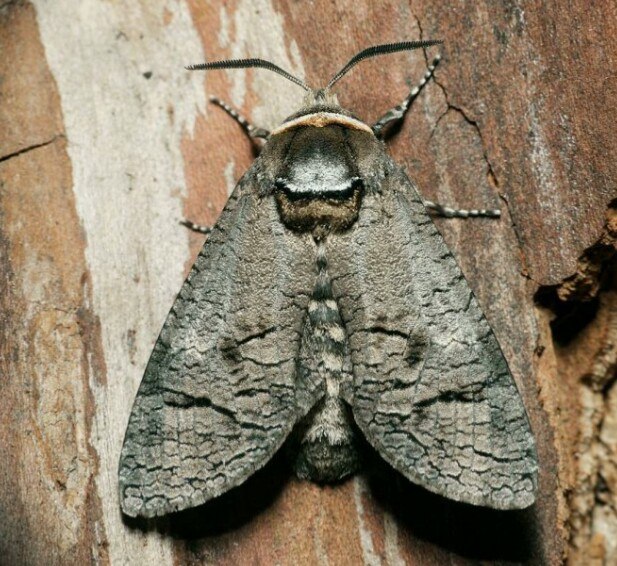 Древоточец пахучий. Сонет