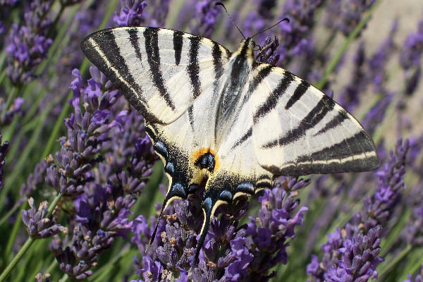Парусник Подалирий. Сонет