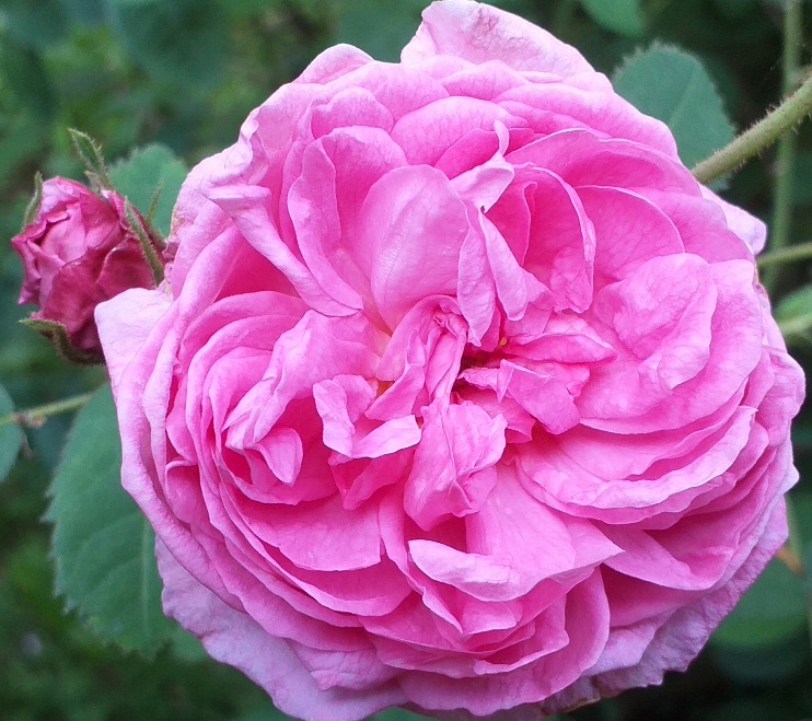 Цветов букет