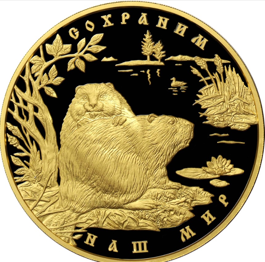 Бобры! 6