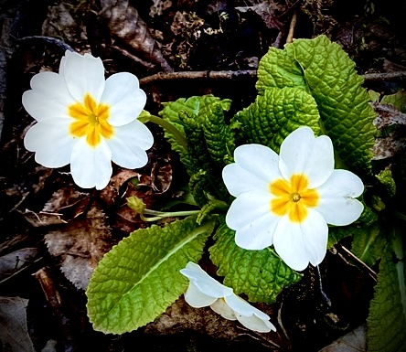 В мире двойных отрицаний