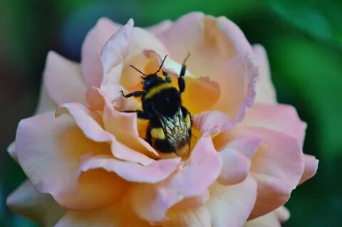 Шмель и роза