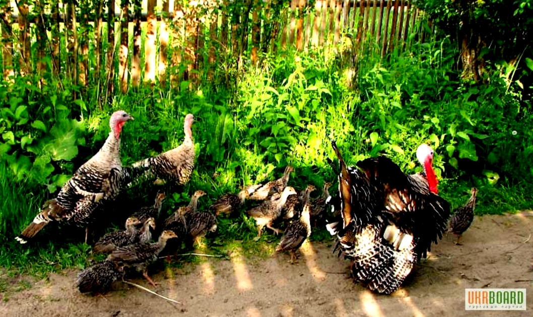 Про индюков и про индюшат