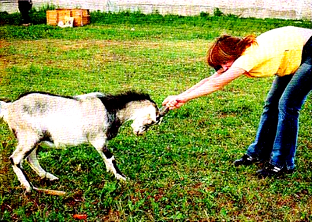 Про козлёнка и про козу