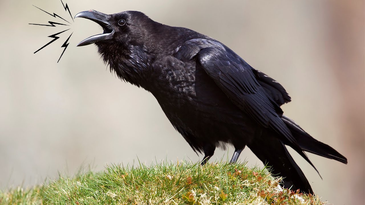 Крик вороны