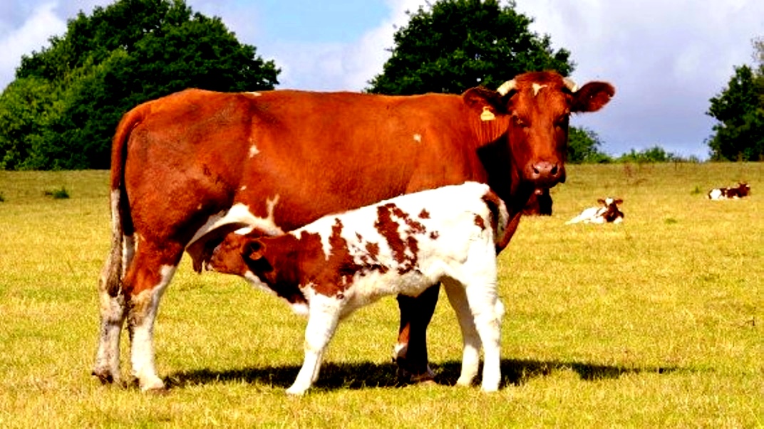 Про корову и про бычка