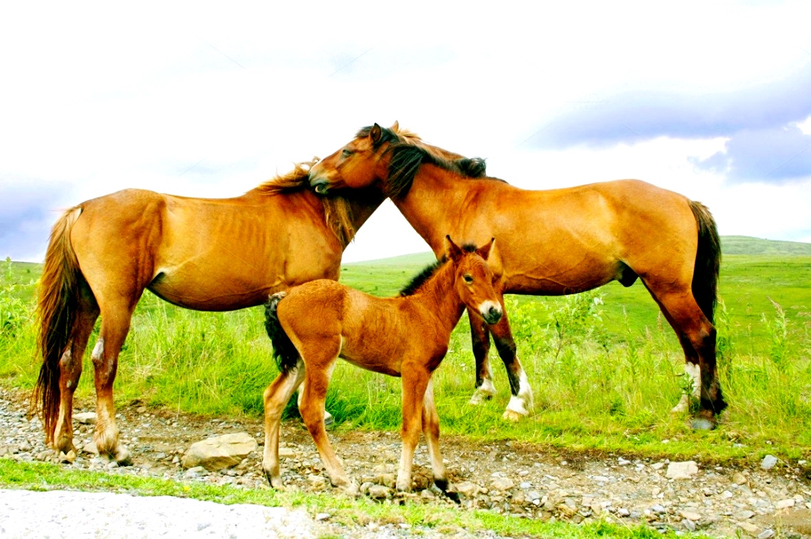 Про лошадь, коня и жеребёнка