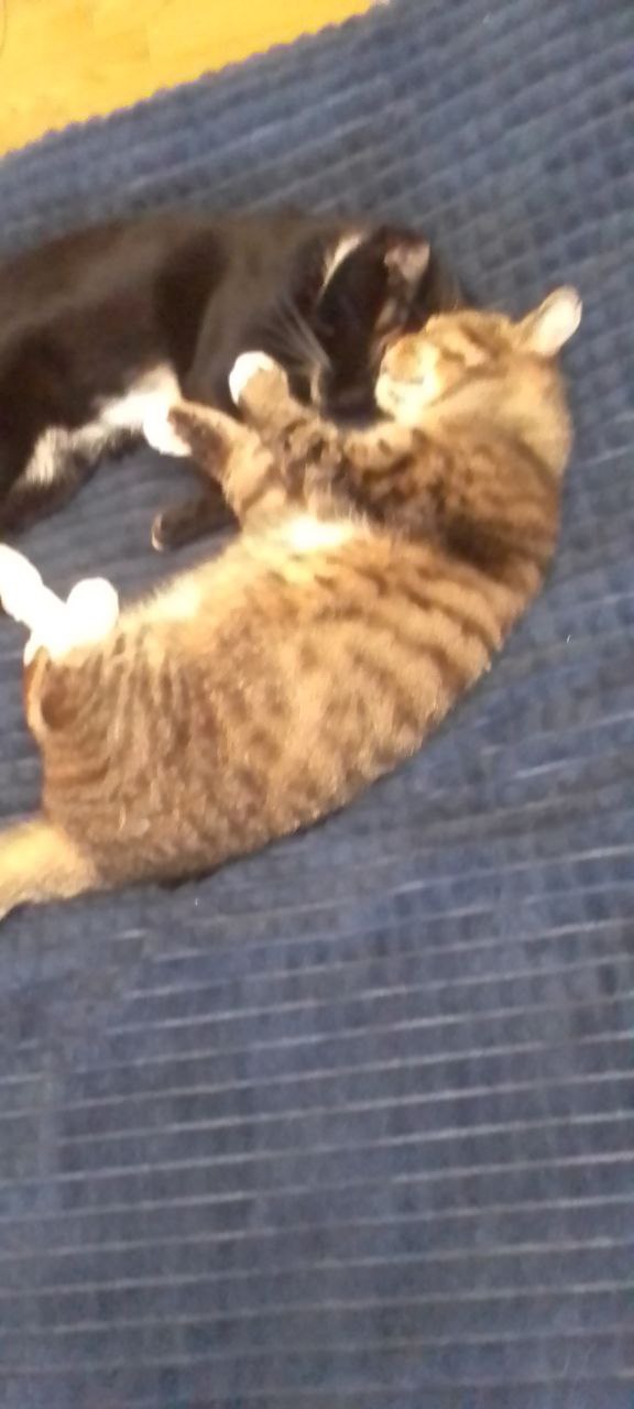 Про паразитов