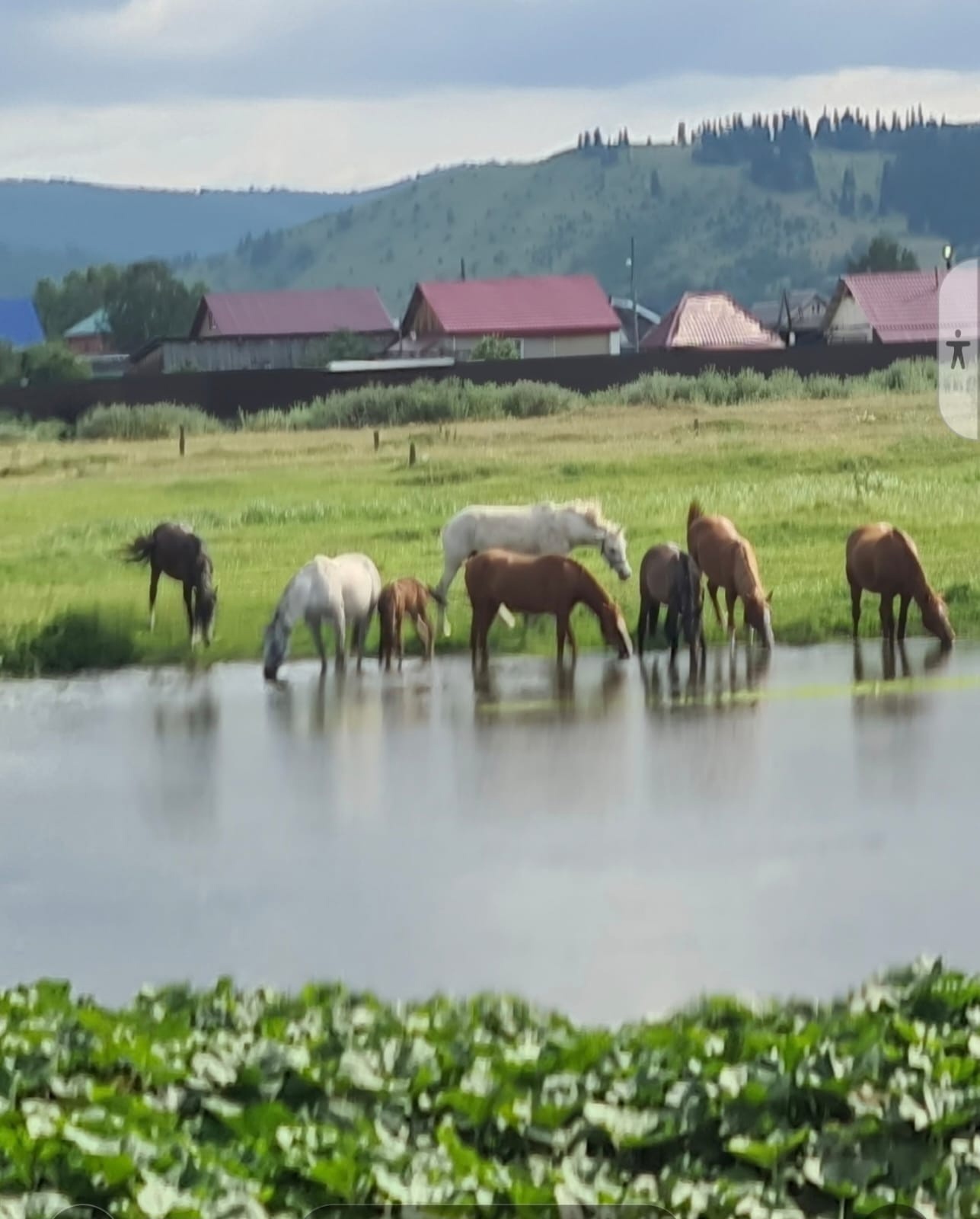Кони на водопое