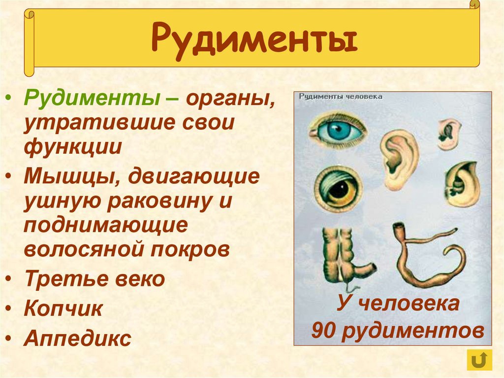 рудимент