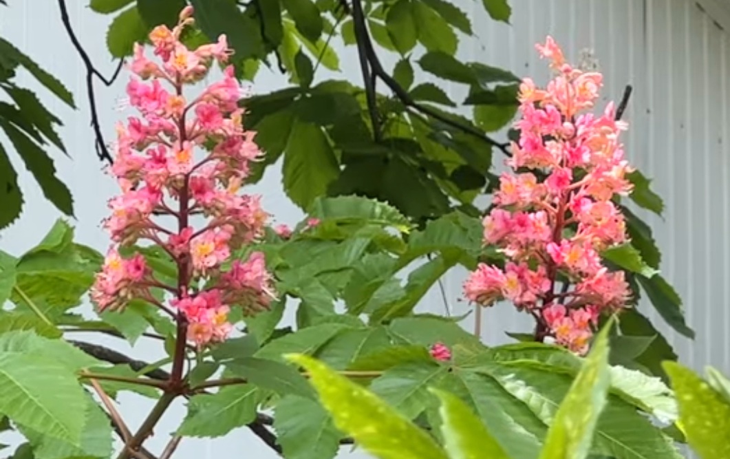 Мимо Ходом - слипаясь с неким человеком...