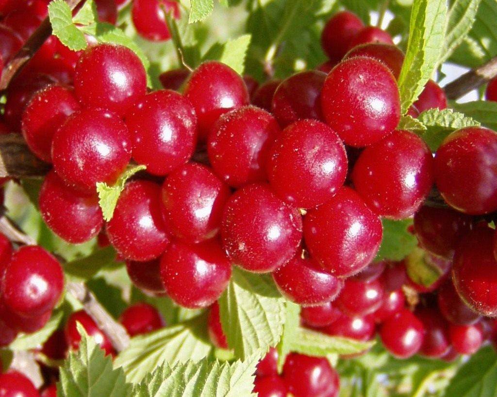 Китайская вишня
