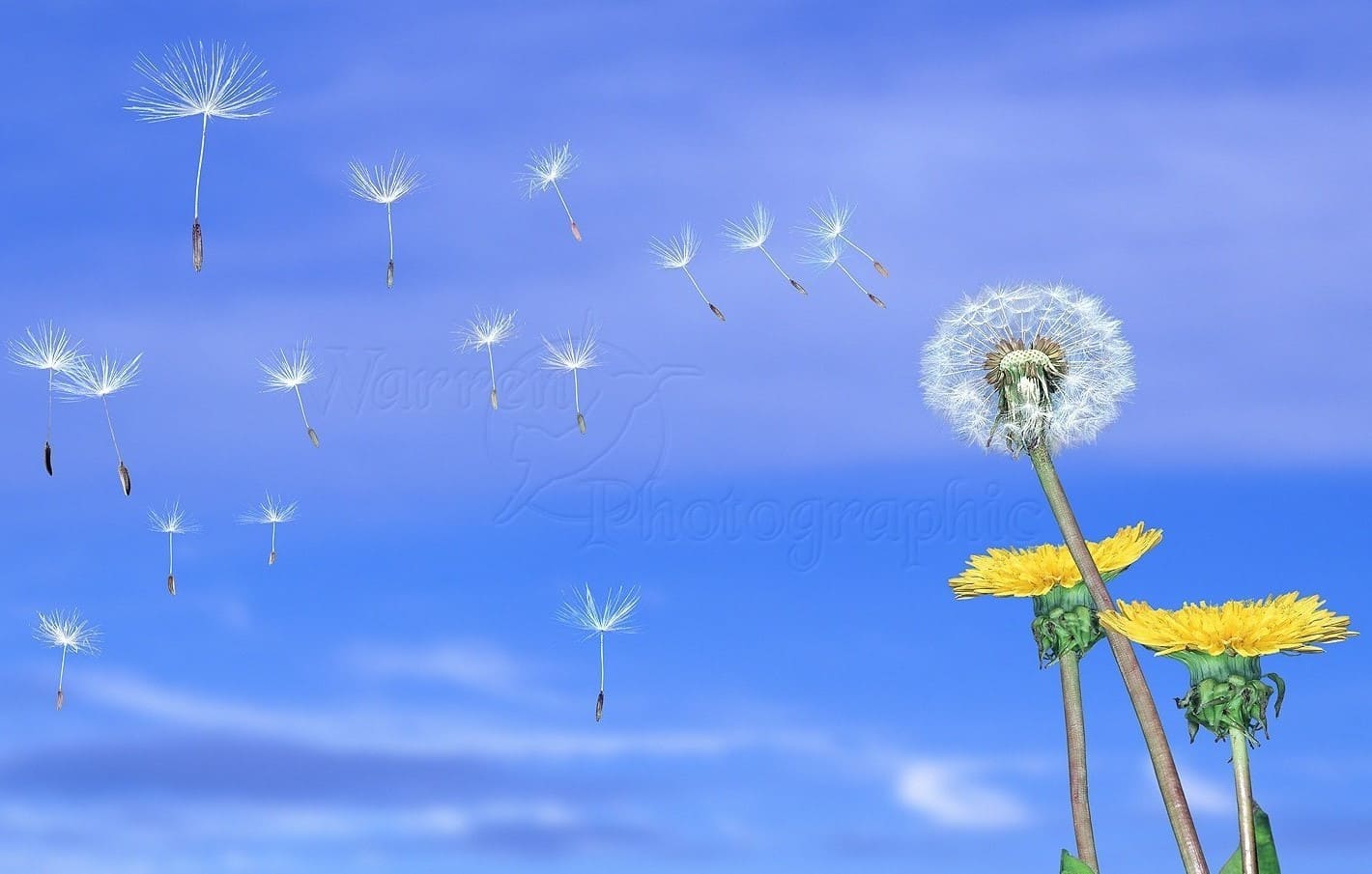 Самовлюблённый парашютик одуванчиковый