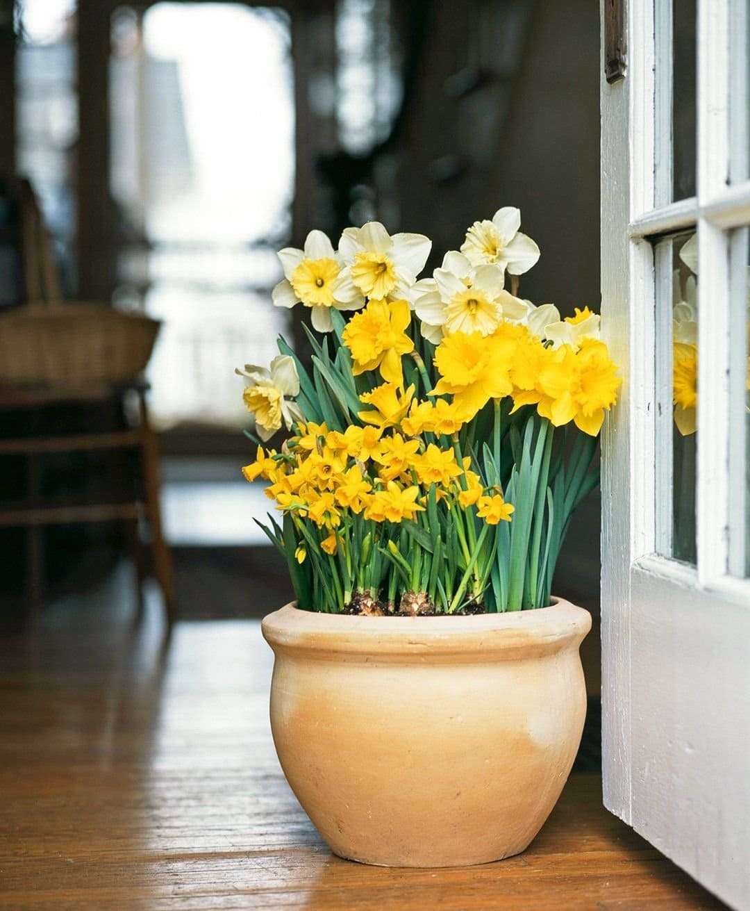 Нарцисс в ночном горшке. Басня