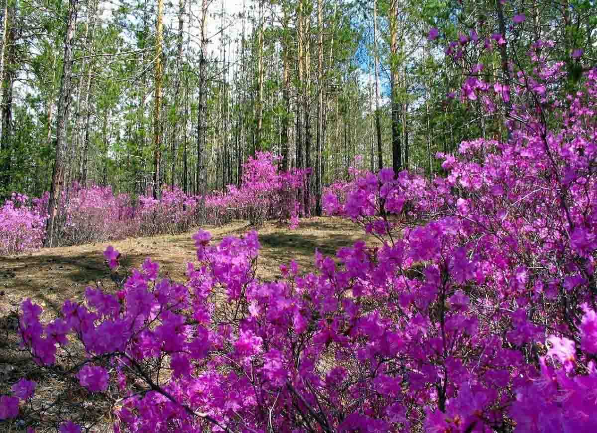 Забайкалье