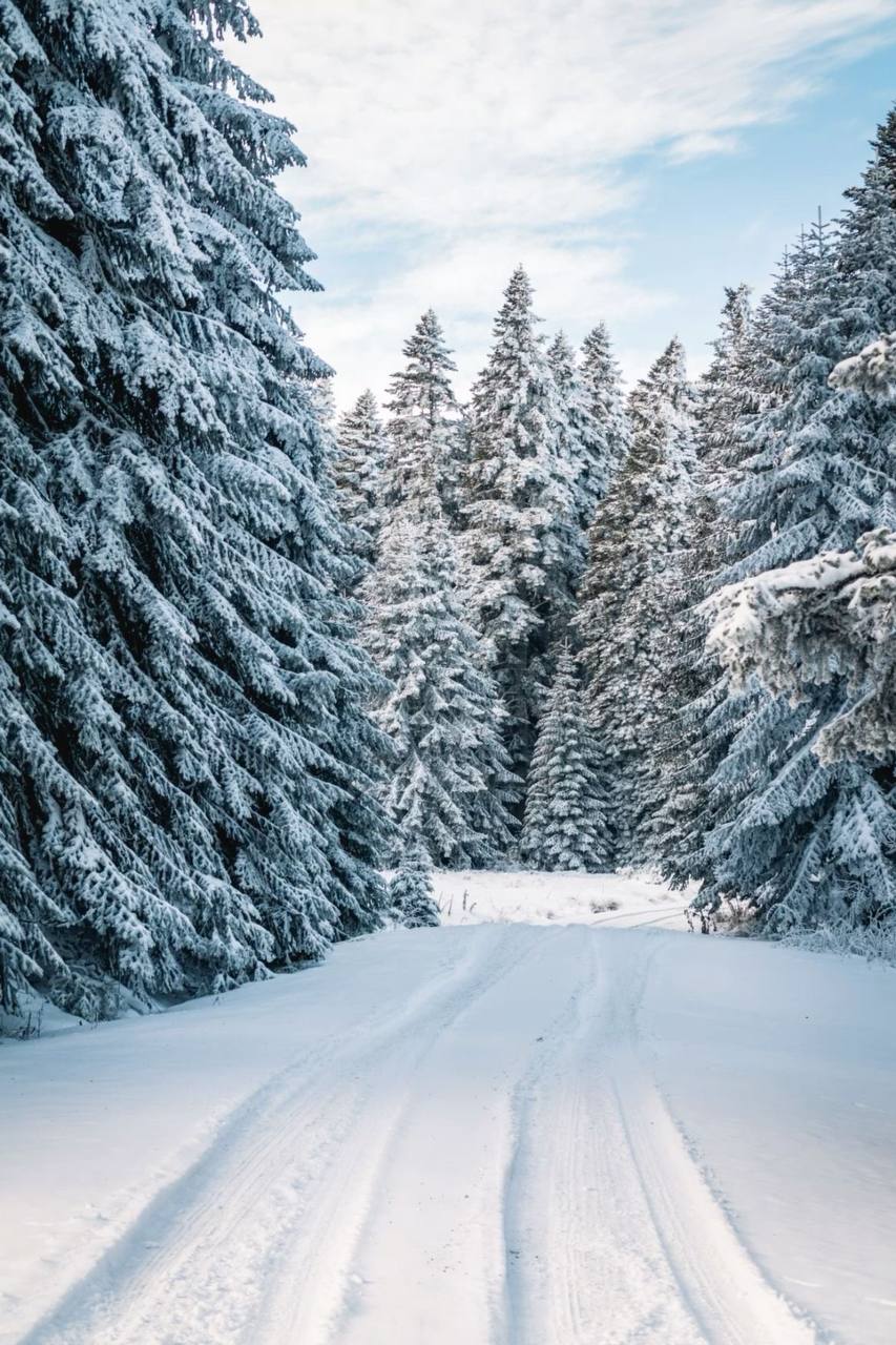 Лесная зимняя идилия