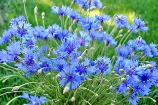 Я люблю светлым утром...